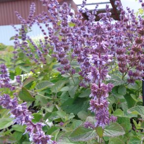 Salvia verticillata 'Hannay's Blue'. <br/>Kranssalvie