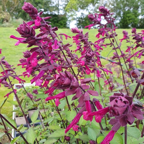 Salvia 'Love and Wishes'. <br/>Salvie NB: Overvintres frostfrit