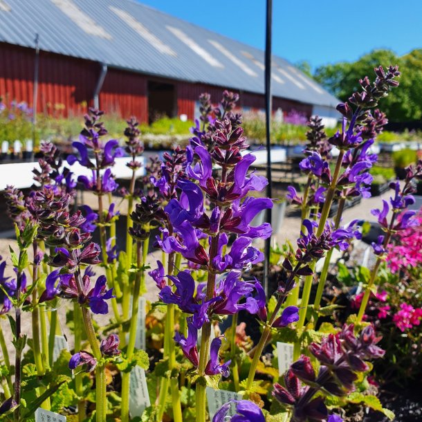 Salvia 'Midnight Model'. <br/>Staudesalvie