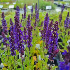 Salvia nemorosa MIDNIGHT PURPLE 'Dosalmipu'. <br/>Staudesalvie