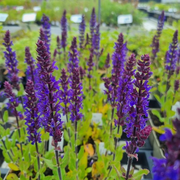 Salvia nemorosa MIDNIGHT PURPLE 'Dosalmipu'. <br/>Staudesalvie