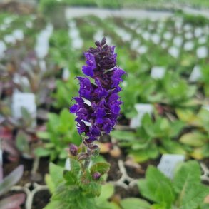 Salvia nemorosa MIDNIGHT PURPLE 'Dosalmipu'. <br/>Staudesalvie