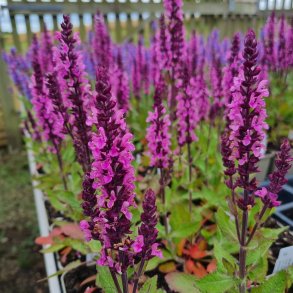 Salvia nemorosa MIDNIGHT ROSE 'Dosalmiro'. <br/>Staudesalvie
