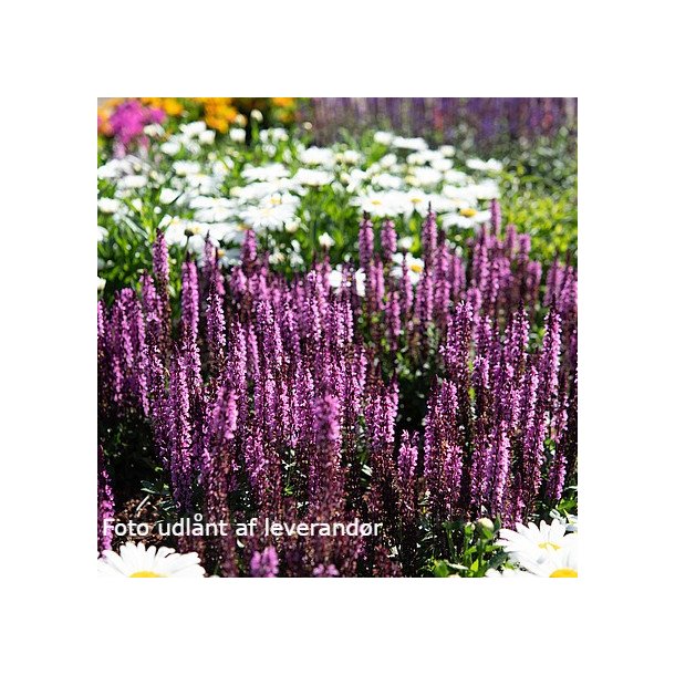 Salvia nemorosa MIDNIGHT ROSE 'Dosalmiro'. <br/>Staudesalvie