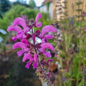 Salvia 'Moulin Rouge'. <br/>Staudesalvie