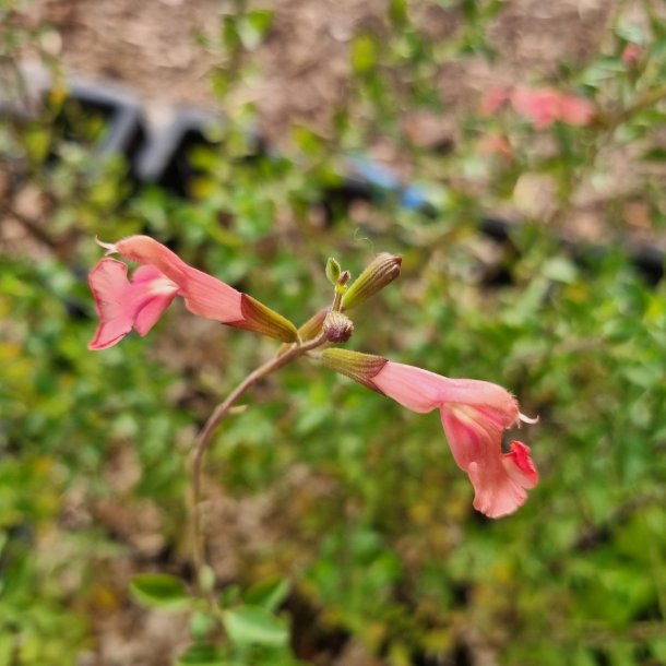 Salvia microphylla 'Papajan'. <br/>Salvie NB: Overvintres frostfrit