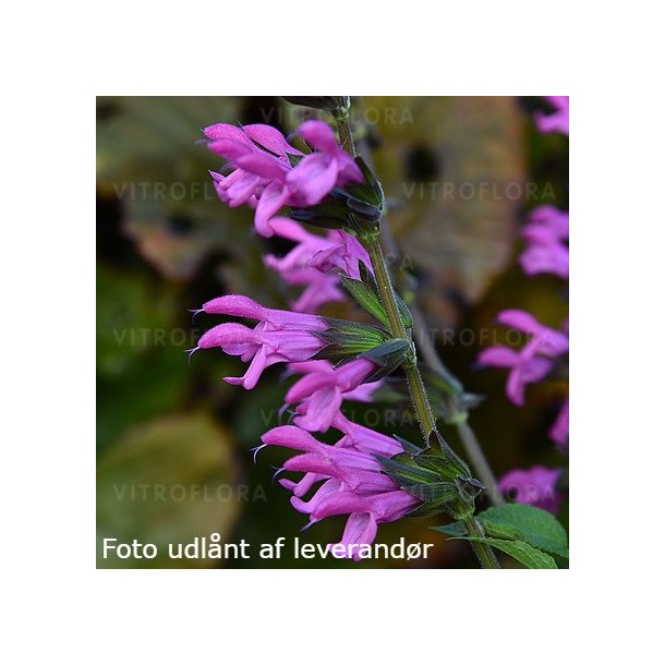 Salvia 'Pink Amistad'. <br/>Salvie NB: Overvintres frostfrit