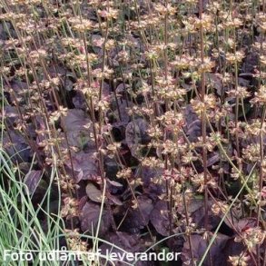 Salvia lyrata 'Purple Knockout'. <br/>Staudesalvie