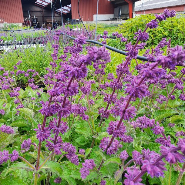 Salvia verticillata 'Purple Rain'. <br/>Kranssalvie