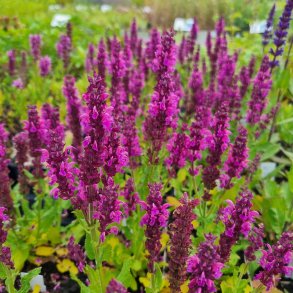Salvia nemorosa 'Royal Magenta'. <br/>Staudesalvie