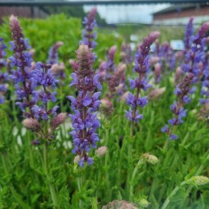Salvia nemorosa 'Salute Ice Blue'. <br/>Staudesalvie