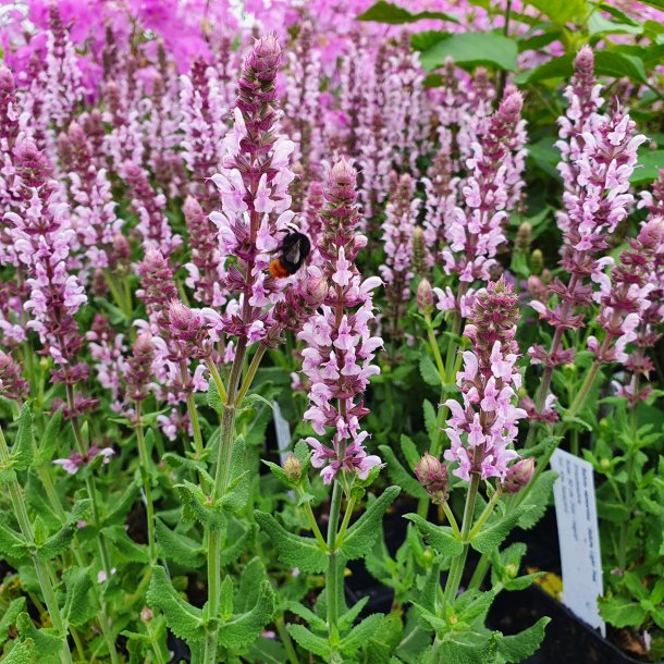 Salvia nemorosa 'Salute Light Pink'. <br/>Staudesalvie