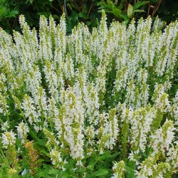 Salvia x sylvestris 'Schneehgel'. <br/>Staudesalvie