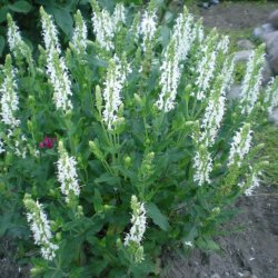 Salvia x sylvestris 'Schneehgel'. <br/>Staudesalvie