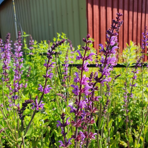 Salvia x sylvestris 'Serenade'. <br/>Staudesalvie