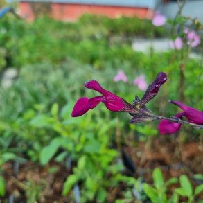 Salvia greggii 'Viola's Darling'. <br/>Solbrsalvie NB: Overvintres frostfrit