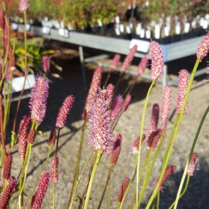 Sanguisorba 'Blackthorn'. <br/>Kv�surt