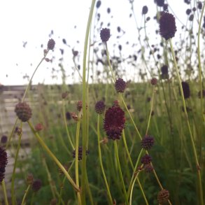 Sanguisorba 'Chocolate Tip'. <br/>Kvsurt