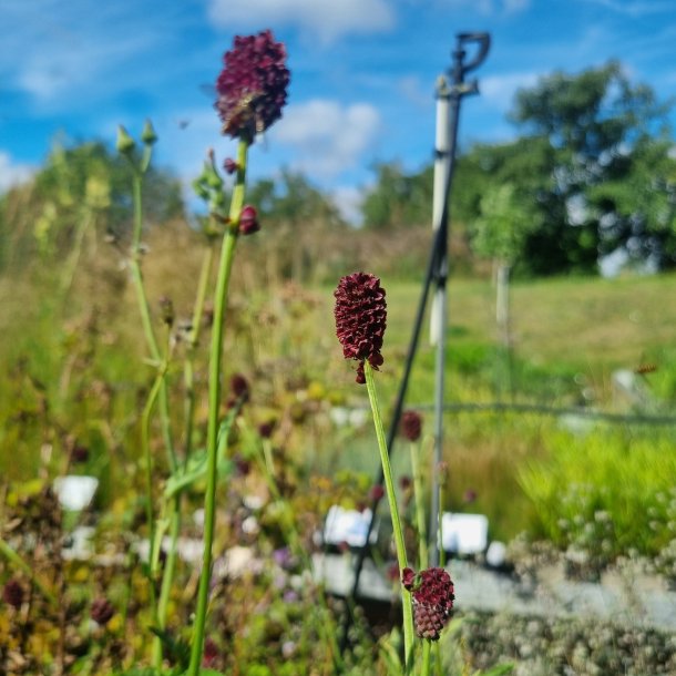 Sanguisorba officinalis 'Joni'. <br/>Kvsurt