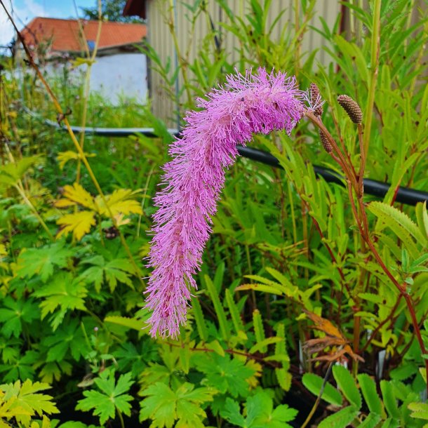 Sanguisorba hakusanensis 'Lilac Squirrel'. <br/>Kvsurt