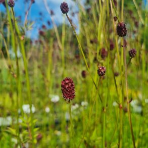 Sanguisorba 'Lum'. <br/>Kv�surt