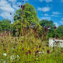Sanguisorba 'Lum'. <br/>Kv�surt