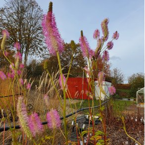 Sanguisorba 'Pink Brushes'. <br/>Kv�surt