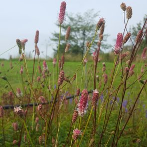 Sanguisorba 'Pink Tanna'. <br/>Kvsurt