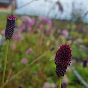 Sanguisorba 'Plum Drops'. <br/>Kv�surt