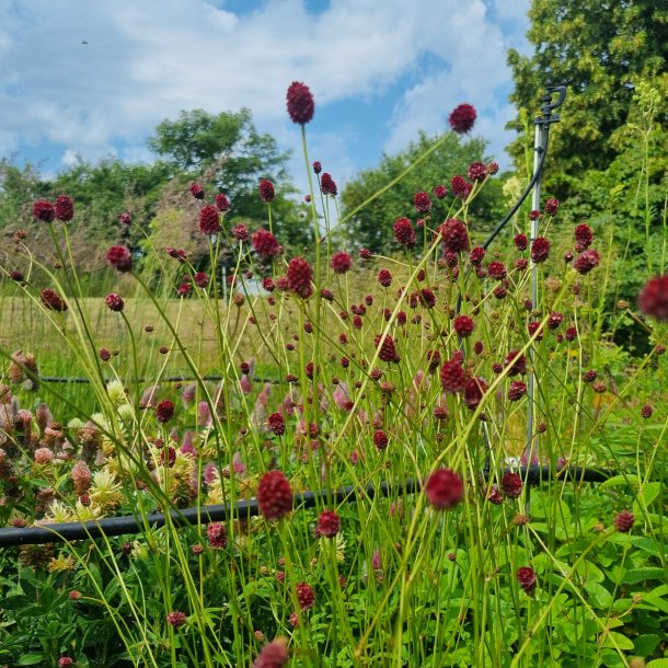 Sanguisorba 'Proud Mary'. <br/>Kvsurt