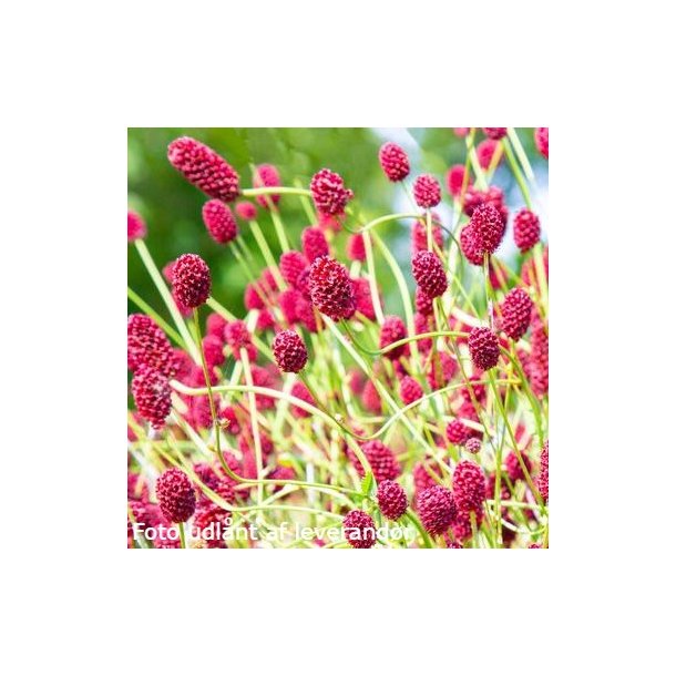 Sanguisorba 'Proud Mary'. <br/>Kvsurt