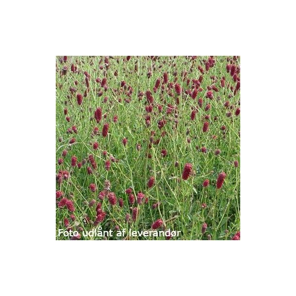 Sanguisorba officinalis 'Red Thunder'. <br/>Kvsurt