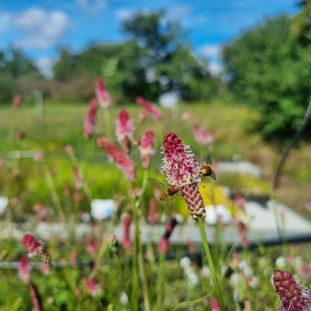 Sanguisorba 'Rock and Roll'. <br/>Kvsurt