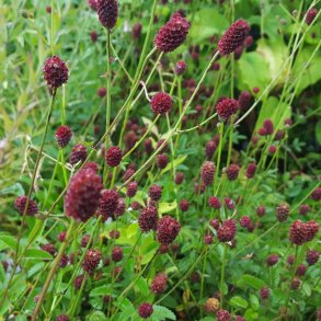 Sanguisorba 'Tanna'. <br/>Kvsurt