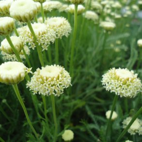 Santolina pinnata subsp. neapoitana 'Edward Bowles'. <br/>Cypresurt