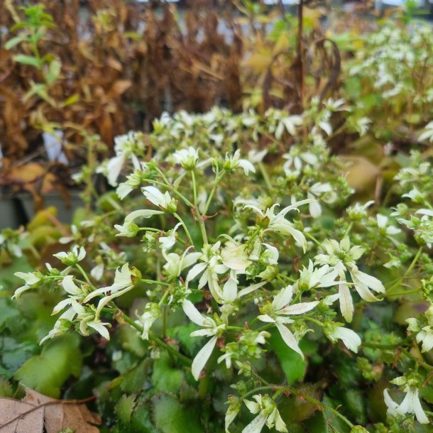 Saxifraga 'Orion'. <br/>Hststenbrk