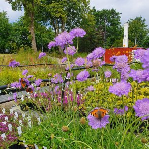 Scabiosa 'Butterfly Blue'. <br/>Dueskabiose