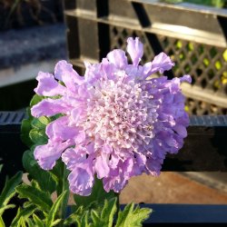 Scabiosa 'Butterfly Blue'. <br/>Dueskabiose