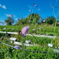 Scabiosa columbaria. <br/>Dueskabiose