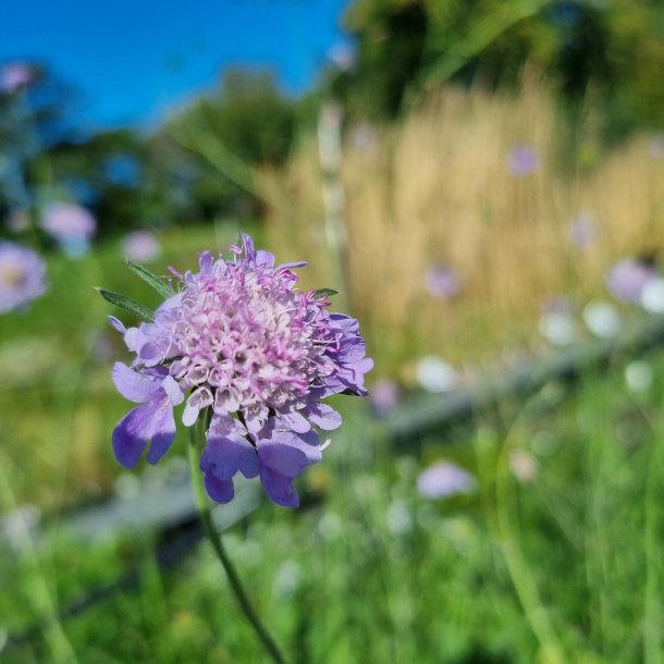 Scabiosa columbaria. <br/>Dueskabiose