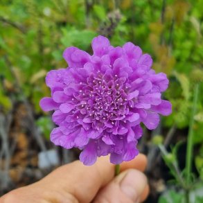 Scabiosa columbaria FLUTTER DEEP BLUE 'Balfluttdelu'. <br/>Dueskabiose