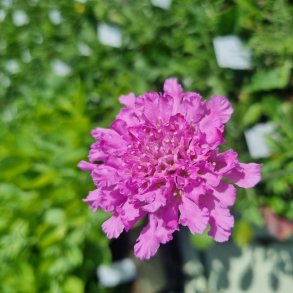 Scabiosa columbaria FLUTTER ROSE PINK 'Balfluttropi'. <br/>Dueskabiose