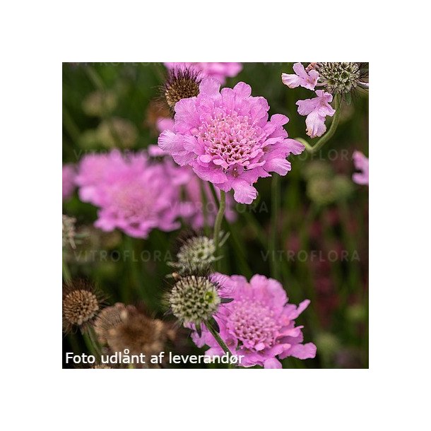 Scabiosa columbaria FLUTTER ROSE PINK 'Balfluttropi'. <br/>Dueskabiose