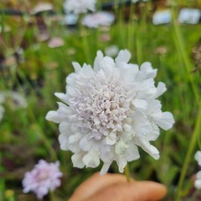 Scabiosa columbaria FLUTTER PURE WHITE 'Balflutturite'. <br/>Dueskabiose