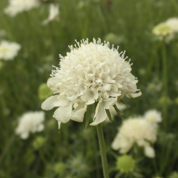 Scabiosa ochroleuca 'Moon Dance'. <br/>Skabiose