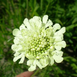 Scabiosa ochroleuca. <br/>Skabiose