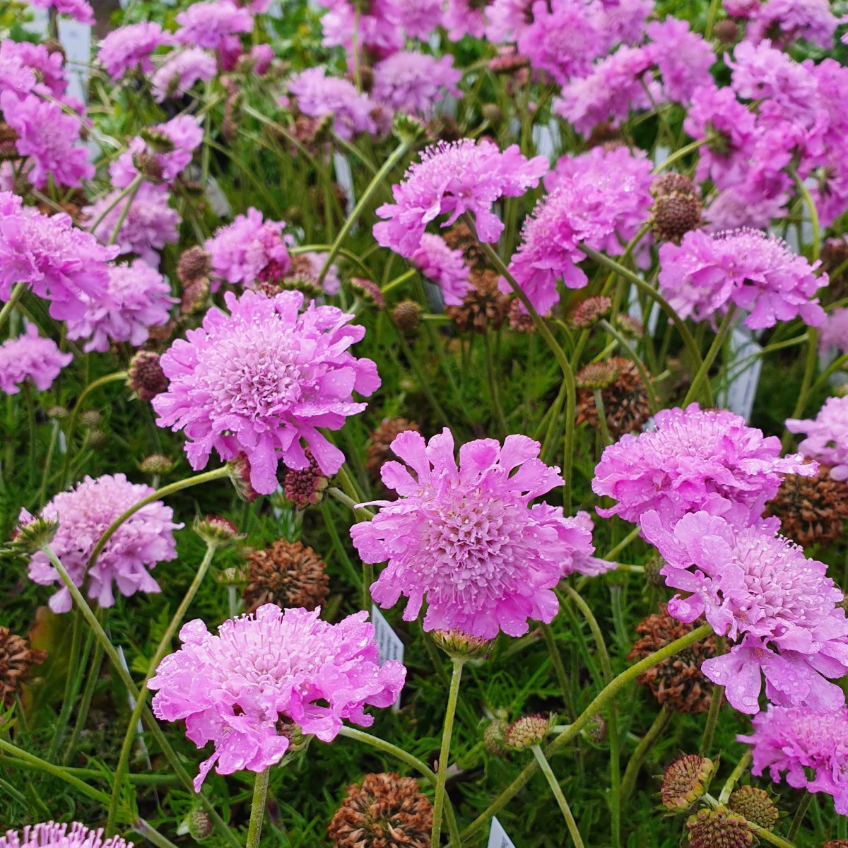 Scabiosa columbaria 'Pink Mist'. Dueskabiose - Stauder - S - Staudestedet