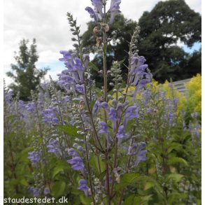 Scutellaria incana. <br/>Skjolddrager