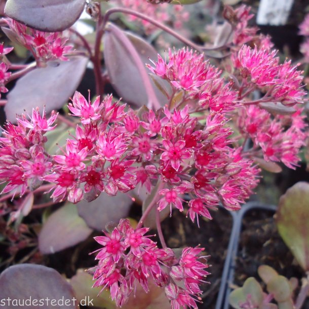 Sedum hybride 'Bertram Anderson'. <br/>Skt. Hansurt