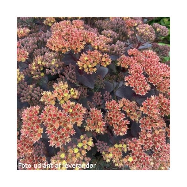 Sedum hybrida 'Conga Line'.<br/>Skt. Hansurt